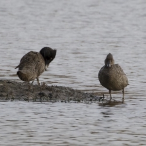 Stictonetta naevosa at Michelago, NSW - 21 Apr 2019