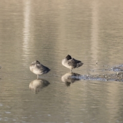 Stictonetta naevosa at Michelago, NSW - 28 Apr 2019