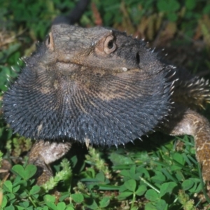 Pogona barbata at Holt, ACT - suppressed