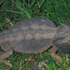 Pogona barbata at Holt, ACT - suppressed