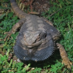 Pogona barbata at Holt, ACT - suppressed