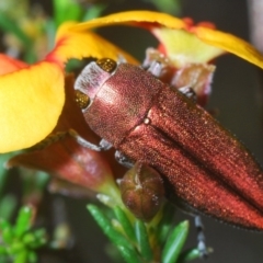 Melobasis propinqua (Propinqua jewel beetle) at Holt, ACT - 21 Sep 2020 by Harrisi