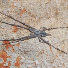 Tamopsis sp. (genus) (Two-tailed spider) at Holt, ACT - 21 Sep 2020 by Harrisi