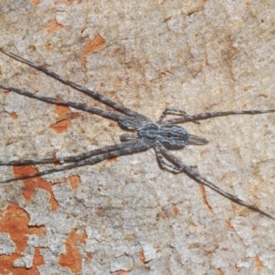 Tamopsis fickerti (Two-tailed spider) at Holt, ACT - 21 Sep 2020 by Harrisi