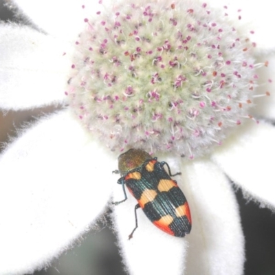 Castiarina sexplagiata (Jewel beetle) at Ulladulla, NSW - 25 Sep 2020 by Harrisi