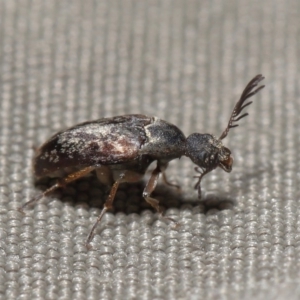 Ptilophorus sp. (genus) at Acton, ACT - 22 Sep 2020 01:24 PM