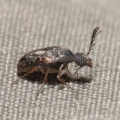 Ptilophorus sp. (genus) at Acton, ACT - 22 Sep 2020