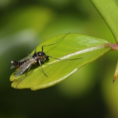 Chironomidae (family) (Non-biting Midge) at Downer, ACT - 22 Sep 2020 by TimL