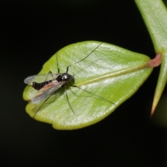 Chironomidae (family) at Downer, ACT - 22 Sep 2020