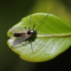 Chironomidae (family) at Downer, ACT - 22 Sep 2020