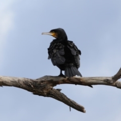 Phalacrocorax carbo (Great Cormorant) at Belconnen, ACT - 25 Sep 2020 by AllanS