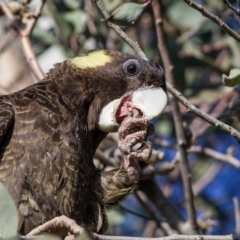 Zanda funerea (Yellow-tailed Black-Cockatoo) at Fraser, ACT - 6 Sep 2020 by Kerri-Ann