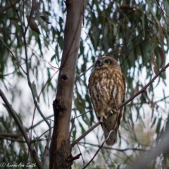 Ninox boobook (Southern Boobook) at Fraser, ACT - 23 Aug 2020 by Kerri-Ann