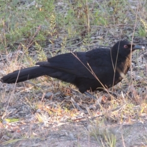 Corcorax melanorhamphos at Richardson, ACT - 30 May 2020