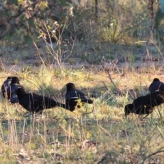 Corcorax melanorhamphos at Richardson, ACT - 30 May 2020