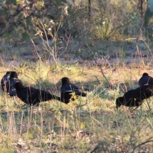 Corcorax melanorhamphos at Richardson, ACT - 30 May 2020