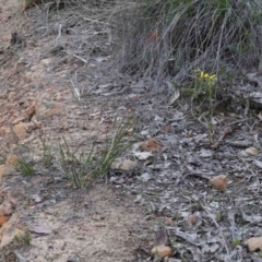 Diuris nigromontana (Black Mountain Leopard Orchid) at Downer, ACT - 24 Sep 2020 by ConBoekel