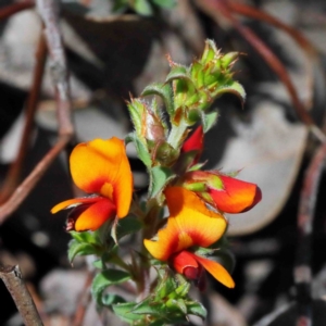 Pultenaea procumbens at Downer, ACT - 22 Sep 2020 10:02 AM