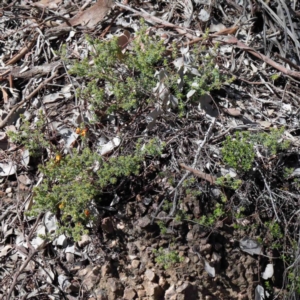 Pultenaea procumbens at Downer, ACT - 22 Sep 2020