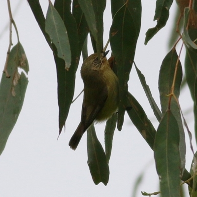 Acanthiza nana (Yellow Thornbill) at Wodonga Regional Park - 26 Sep 2020 by Kyliegw