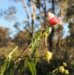 Pavonia hastata (Spearleaf Swampmallow) at Chisholm, ACT - 30 May 2020 by michaelb