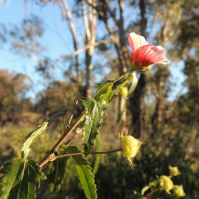 Pavonia hastata (Spearleaf Swampmallow) at Chisholm, ACT - 30 May 2020 by michaelb