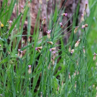 Petrorhagia sp. at Wodonga, VIC - 26 Sep 2020 by KylieWaldon