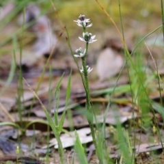 Wurmbea dioica subsp. dioica (Early Nancy) at Wodonga - 26 Sep 2020 by Kyliegw