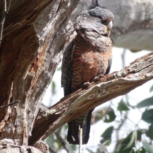 Callocephalon fimbriatum at O'Malley, ACT - 26 Sep 2020