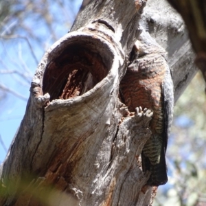 Callocephalon fimbriatum at O'Malley, ACT - 26 Sep 2020