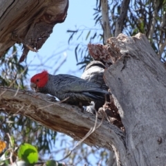 Callocephalon fimbriatum at O'Malley, ACT - 26 Sep 2020