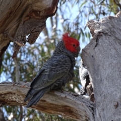 Callocephalon fimbriatum at O'Malley, ACT - suppressed