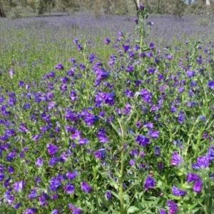 Echium plantagineum at O'Malley, ACT - 26 Sep 2020