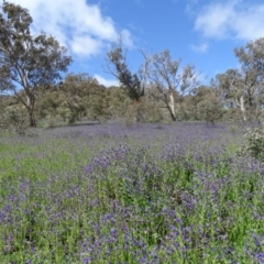 Echium plantagineum at O'Malley, ACT - 26 Sep 2020