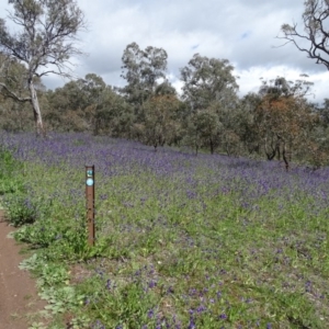 Echium plantagineum at O'Malley, ACT - 26 Sep 2020