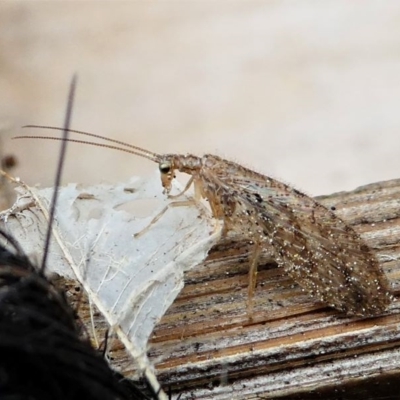 Micromus tasmaniae (Tasmanian Brown Lacewing) at Kambah, ACT - 8 Sep 2020 by HarveyPerkins