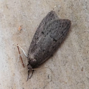 Oecophoridae provisional species 1 at Kambah, ACT - 8 Sep 2020 02:54 PM