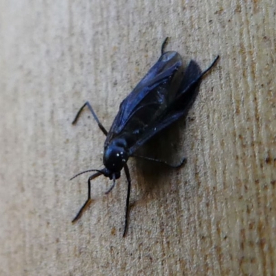 Sciaridae sp. (family) (Black fungus gnat) at Kambah, ACT - 8 Sep 2020 by HarveyPerkins