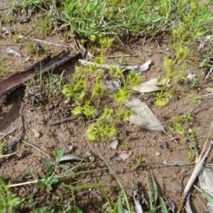 Drosera gunniana at O'Malley, ACT - 26 Sep 2020