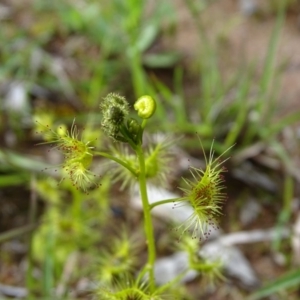 Drosera gunniana at O'Malley, ACT - 26 Sep 2020