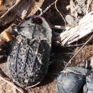 Helea ovata at Stromlo, ACT - 12 Sep 2020 12:44 PM