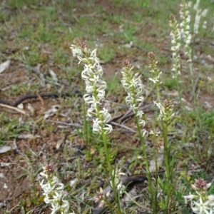 Stackhousia monogyna at O'Malley, ACT - 26 Sep 2020