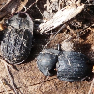 Celibe striatipennis at Stromlo, ACT - 12 Sep 2020