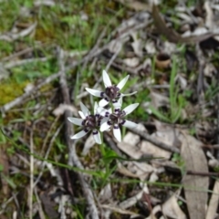 Wurmbea dioica subsp. dioica (Early Nancy) at O'Malley, ACT - 25 Sep 2020 by Mike