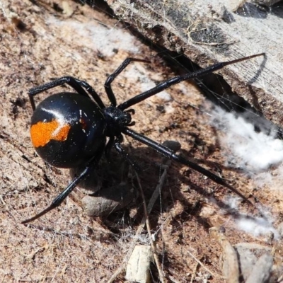 Latrodectus hasselti (Redback Spider) at Stromlo, ACT - 12 Sep 2020 by HarveyPerkins