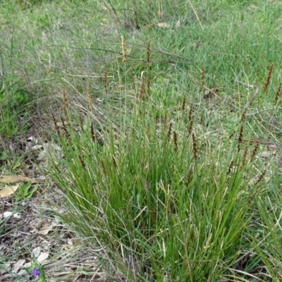 Carex appressa (Tall Sedge) at O'Malley, ACT - 26 Sep 2020 by Mike