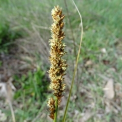 Carex appressa at O'Malley, ACT - 26 Sep 2020