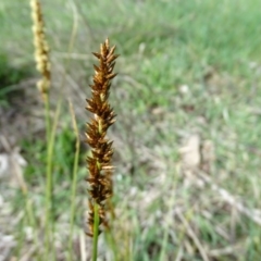 Carex appressa at O'Malley, ACT - 26 Sep 2020