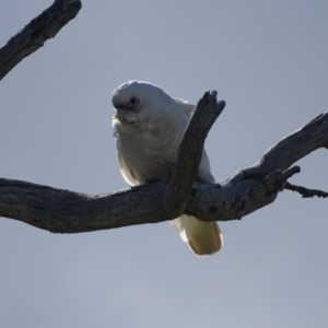 Cacatua sanguinea at O'Malley, ACT - 26 Sep 2020