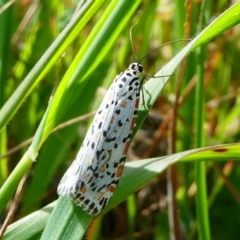 Utetheisa pulchelloides (Heliotrope Moth) at Stromlo, ACT - 12 Sep 2020 by HarveyPerkins